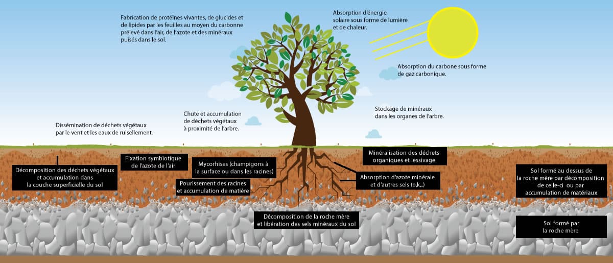 Ong Apaf Lassociation Pour La Promotion Des Arbres Fertilitaires De Lagroforesterie Et La 4614